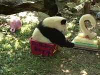 Petrecere la o grădină zoologică pentru un panda. Bei Bei a împlinit 2 ani