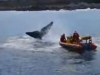 Operațiunile de salvare a două balene, captive în plasele pescarilor VIDEO