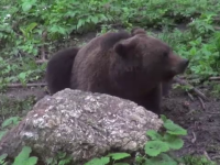 Atac al unei ursoaice cu doi pui, într-o gospodărie din Fundata. Animalul a mâncat un miel