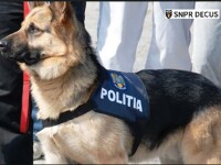 câine polițist