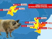 zonele afectate de pesta porcina