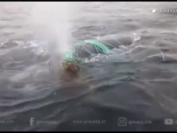 balena salvata