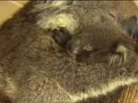 Doi activiști au reunit un ursuleț koala cu mama lui