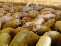 Pesta porcină a ajuns în Dâmbovița. Primul caz a fost confirmat