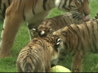 Trei pui de tigru, vedetele unei grădini zoologice. De ce le-au fost schimbate numele
