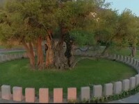 Un măslin de 2.000 de ani, atracția unui oraş din Muntenegru. Este încă roditor