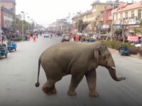 elefanţi sălbatici în China