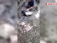 Pompierii piteșteni au intervenit pentru salvarea unui câine captiv într-un canal