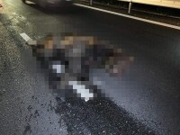 Urs lovit mortal de 4 mașini, în Sibiu. Doi copii au făcut atac de panică