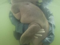 Pui de dugong moare la câteva luni după ce a fost salvat