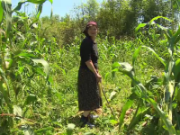 Mistreții fac ravagii în culturile unor săteni din Dâmbovița. „Am muncit degeaba”