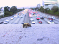 Clipe de coșmar pentru un șofer atacat de un roi cu mii de albine. VIDEO