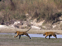 tigri in nepal