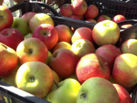 Vremea capricioasă i-a adus pe producătorii de mere aproape de pragul falimentului