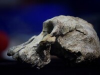 Craniu vechi de 3,8 milioane de ani, găsit în Etiopia