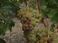 Viticultorii, încântați de calitatea vinului în acest an