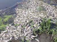 Dezastru ecologic la Iași: râu plin de pești morți. Ce explicații au specialiștii