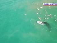 Întâlnire între mai mulți surferi și o balenă însoțită de pui. Ce s-a întâmplat