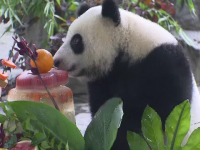 Petrecere pentru unul dintre cei mai faimoși urși panda din lume. Ce i-au pregătit îngrijitorii de ziua ei