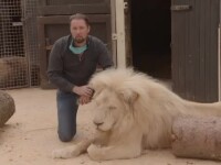 Un circ din Germania vinde excremente de leu. La ce îl folosesc clienții