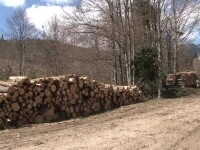 Cum funcționează de fapt noul sistem SUMAL, menit să decurajeze mafia pădurilor