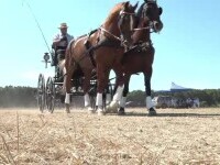Una dintre cele mai importante competiții de atelaje trase de cai din România a avut loc în Bihor