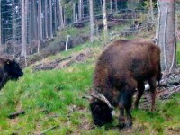 Peste 20 de zimbri vor fi eliberați în Munții Făgăraș