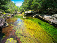 Imagini ireale cu ”Râul celor 5 culori”. Unde se află și de ce are apa colorată GALERIE FOTO
