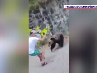 Un turist, la un pas să fie rănit de un urs. Animalul stătea lungit, dar bărbatul a insistat să il filmeze