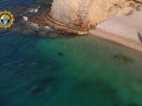 Un rechin imens a apărut pe o plajă din Alicante. De ce l-au cruțat autoritățile