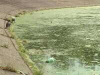 Parcurile din București se sufocă de gunoaie. „Nici flori nu mai sunt, asfaltul e terminat”