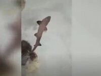 Un pui de rechin s-a născut într-un acvariu unde se aflau doar femele. Cum a fost posibil