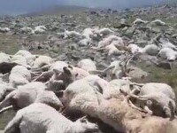 Coșmarul unui cioban. A găsit 550 de oi moarte pe munte, lovite de fulger