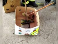 Panică într-un magazin din Neamț. Un șarpe a fost găsit într-o cutie de legume