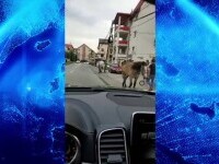 Caii se plimbă nestingheriți pe străile din Florești. Ce au pățit proprietarii