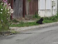 Un câine din Mureș își așteaptă de doi ani stăpânul în fața curții. Omul a murit fulgerător