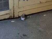 Misiune de salvare mai puțin obișnuită, în Pitești. O pisică a rămas blocată sub o ușă