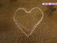 Modul inedit prin care un fermier i-a adus un omagiu unei rude moarte