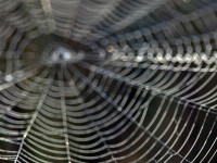 Urmează invazie de păianjeni imenși în casele din Marea Britanie