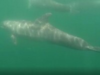 Avertismentul specialiștilor: Marea Neagră pierde din ce în ce mai mulți delfini, din cauza operațiunilor militare