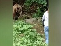 Trei turiști inconștienți au fost filmați în timp ce se apropiau foarte mult de un urs