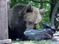 Despăgubiri de 240.000 de euro pentru familia unui român ucis de urs. Atacul s-a produs în Mureș
