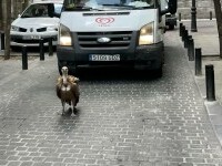 VIDEO Un vultur s-a rătăcit pe străzile din Madrid. Momentul în care este prins de poliție