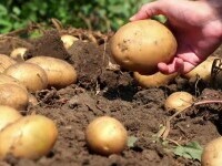 De ce nu cultivă fermierii mai mulți cartofi, deși statul le-a promis ajutor de 200 de euro la hectar
