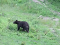 O anchetă a fost pornită în Slănic Moldova, după ce autoritățile au ucis un urs pe loc în timp ce îl sedau pe altul