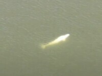 O balenă beluga se află în râul Sena, din Paris. Nimeni nu știe cum a ajuns aici tocmai din zona arctică. VIDEO