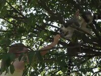 Experiență inedită la Grădina Zoologică din Târgu Mureș. Vizitatorii s-au putut plimba printre lemurii din Madagascar