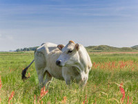 Zeci de vaci au murit în câteva minute pe un câmp din cauza unei cereale comune care devine otrăvitoare din cauza secetei