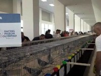 Zeci de mii de euro pentru porumbei campioni. Olimpiada Internațională a Porumbeilor Voiajori se desfășoară la Oradea
