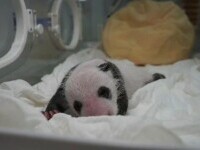 În China s-a născut cel mai mare pui de panda din captivitate. Ce greutate are